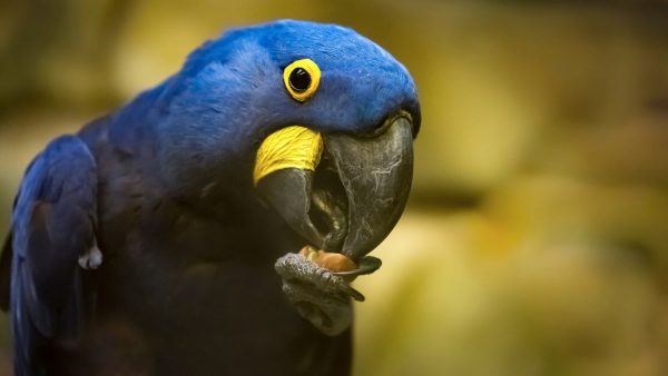 Blauw Hyacint Vogel