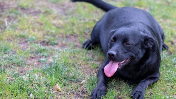 Hond met overgewicht