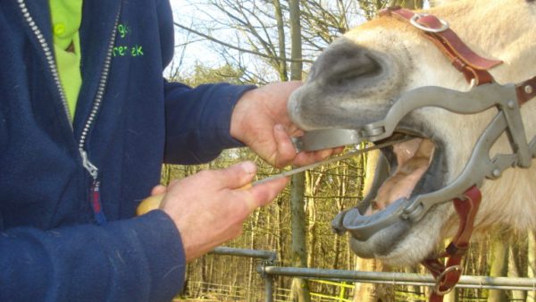 Gratis gebtiscontrole paard