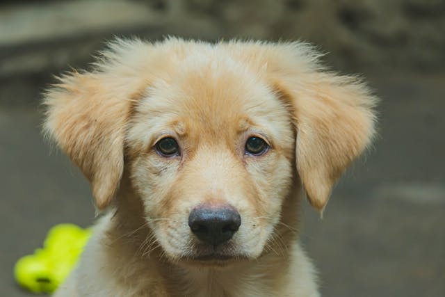 Golden retriever pup kijkt in de camera