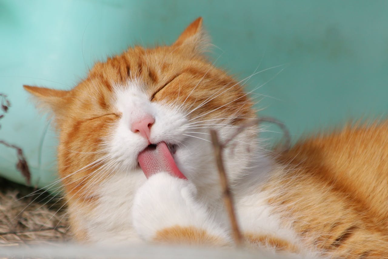 Rode langharige kat wordt van dichtbij bekeken