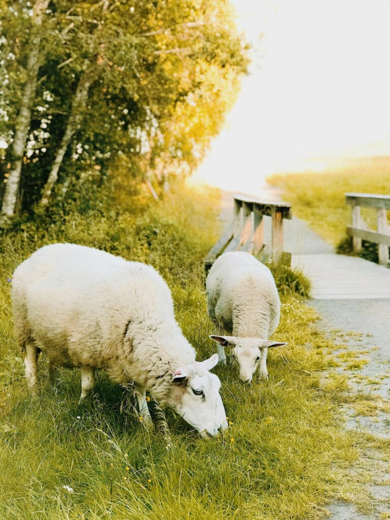 Dierenarts voor schapen