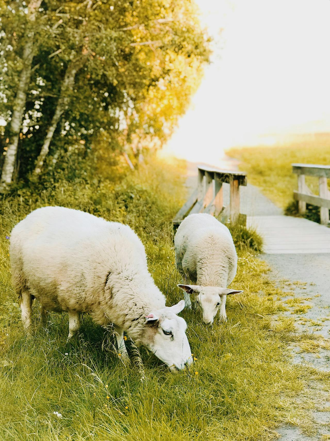 Twee schapen grazen langs een dijk