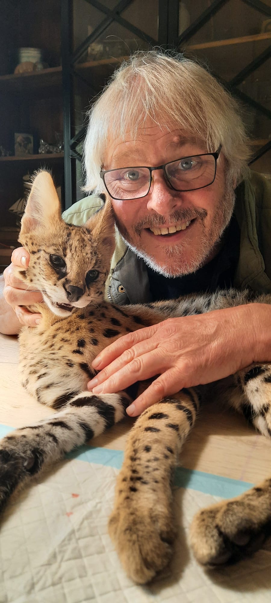 Serval kat als huisdier