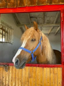 Gebitsbehandeling van Paarden