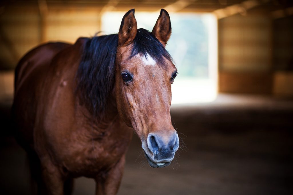 Paard inenten: hoe vaak moet je dat doen?