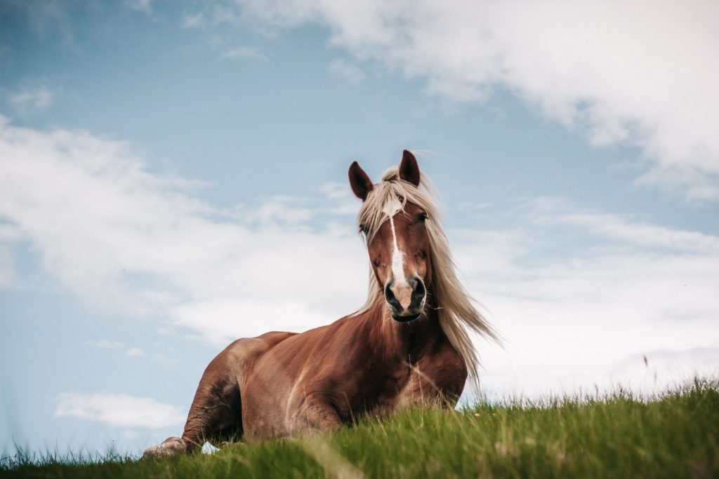 Paard inenten kosten