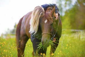 Paard inenten: kosten, bijwerkingen