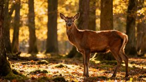 Hertenbok paringsdriften