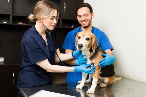 Twee dierenartsen onderzoeken een beagle tijdens een consult