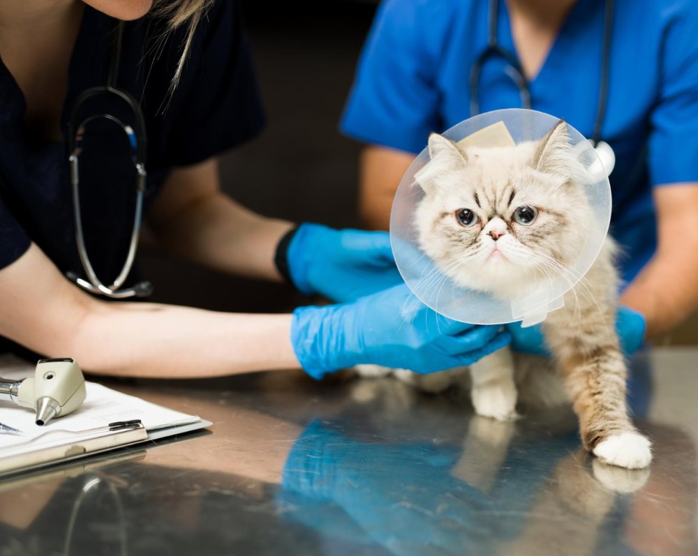 Kat draagt een beschermkraag na een operatie