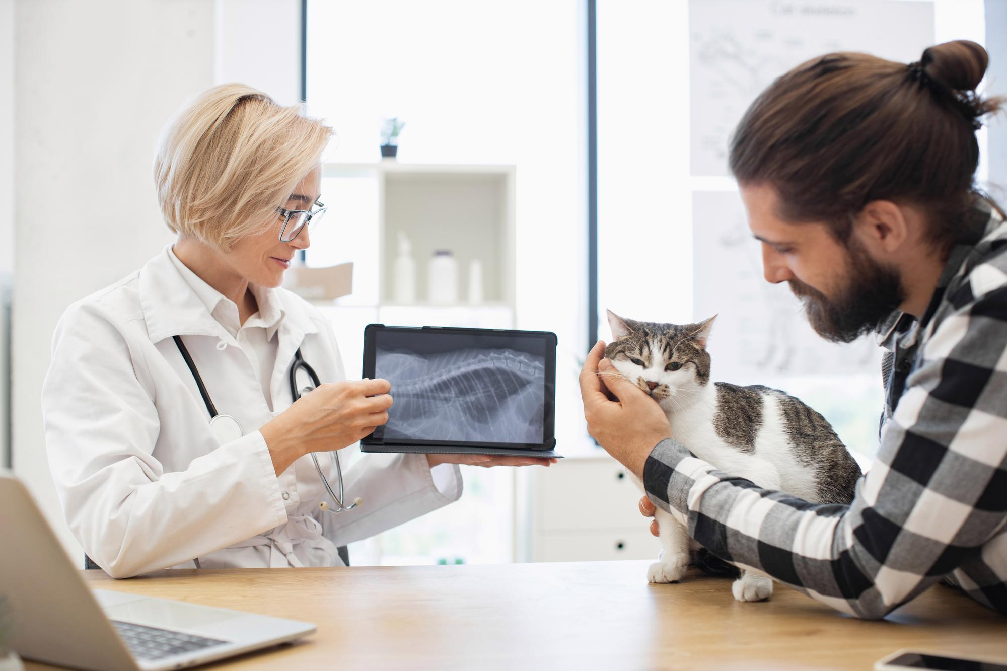 Dierenarts toont een röntgenbeeld aan de eigenaar van een kat