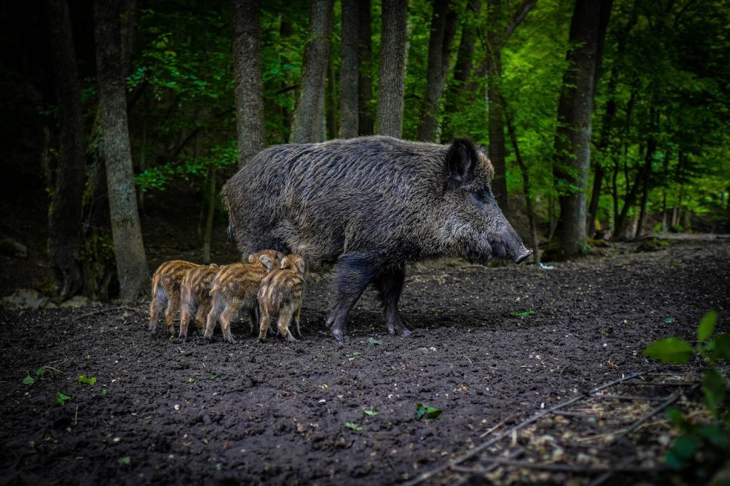 Wilde zwijnen met biggen in het bos