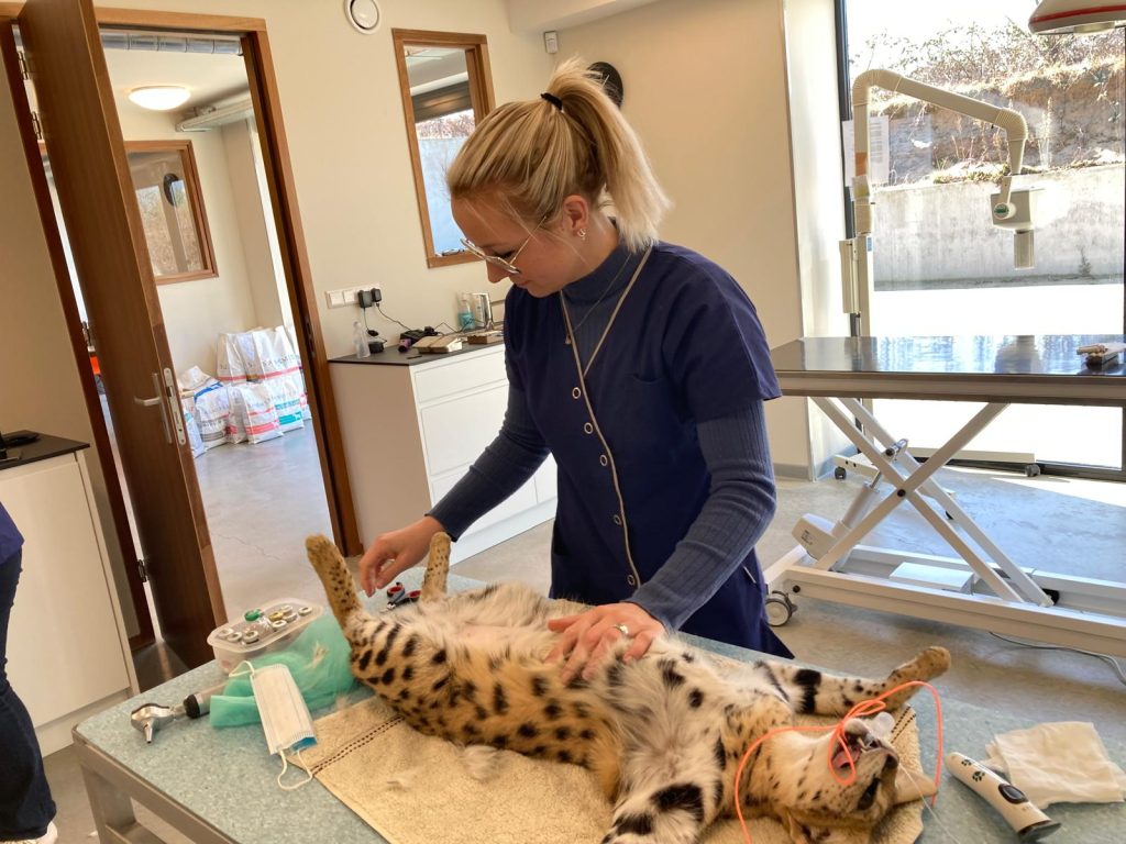 Trimster van Dierenkliniek Utrechtse Heuvelrug trimt een kat op de behandeltafel