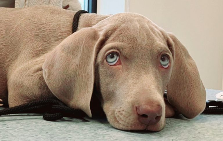 Weimaraner pup ligt op de behandeltafel bij Dierenkliniek Utrechtse Heuvelrug