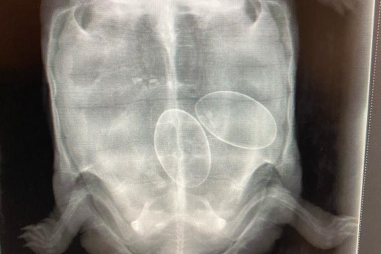 Röntgenfoto van een schildpad met twee eieren, gemaakt bij Dierenkliniek Utrechtse Heuvelrug
