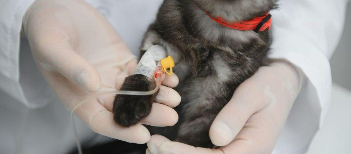 Kitten wordt onderzocht door een dierenarts van Dierenkliniek Utrechtse Heuvelrug