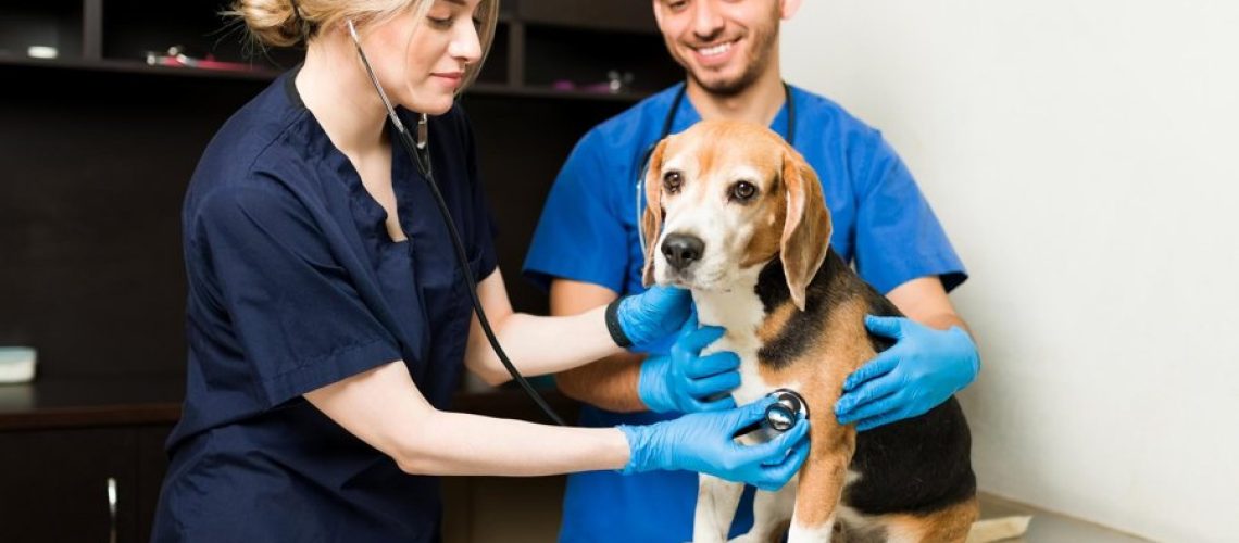 Twee dierenartsen onderzoeken een beagle tijdens een consult