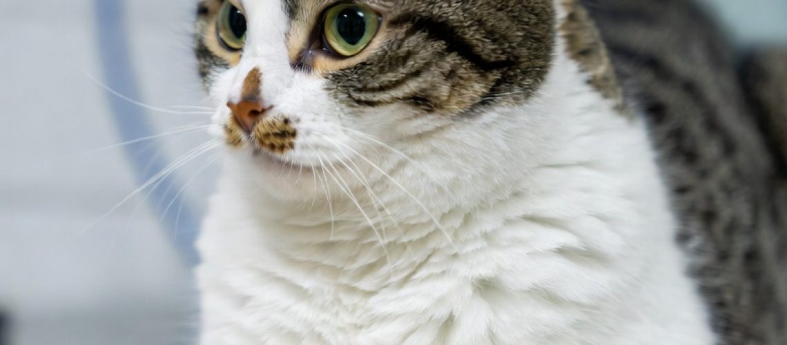 Kat verplicht chippen in Nederland