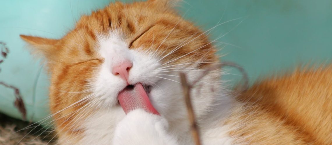 Rode langharige kat wordt van dichtbij bekeken